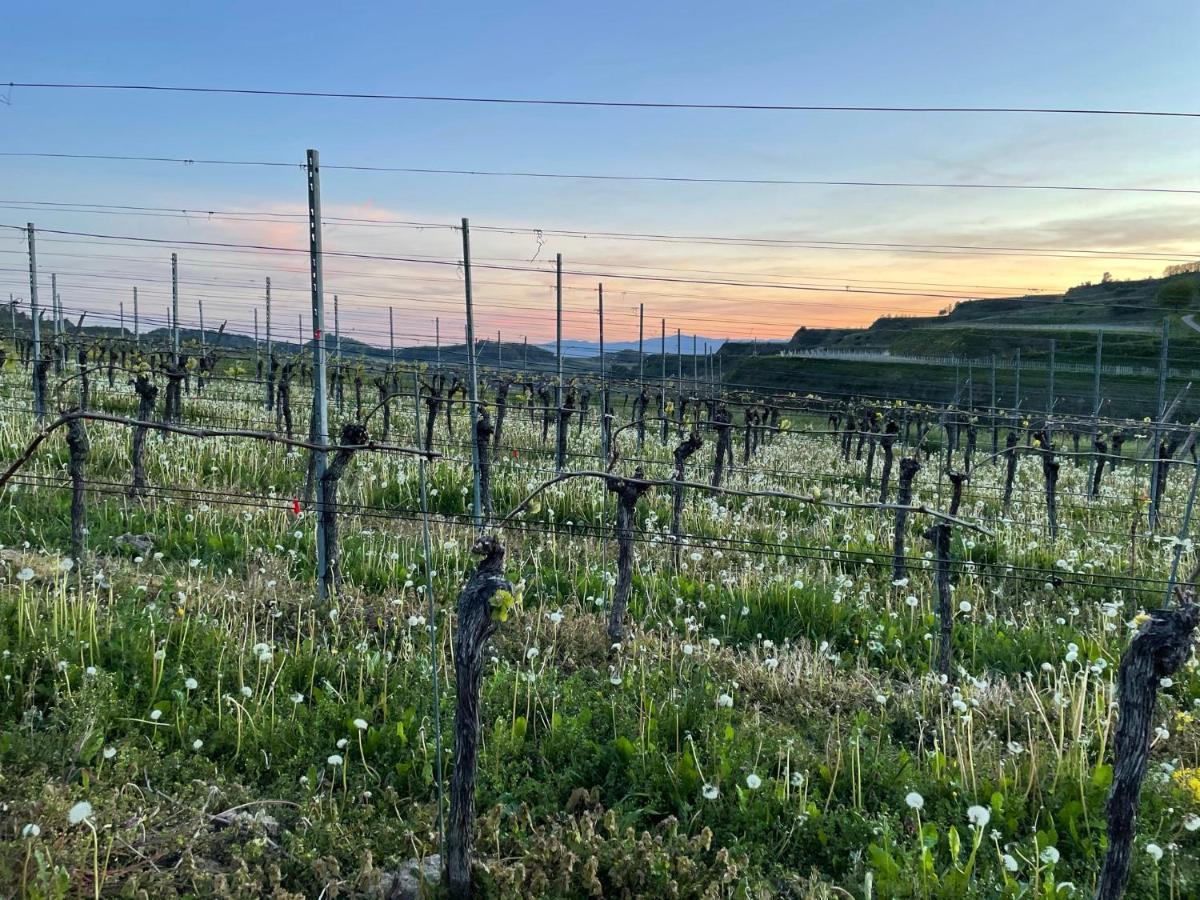 福格茨堡Weingut & Strausswirtschaft Vogel公寓 外观 照片