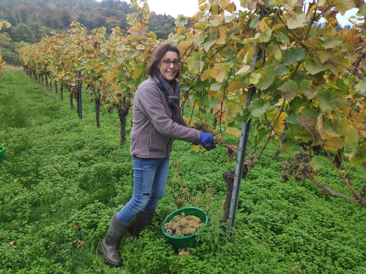 福格茨堡Weingut & Strausswirtschaft Vogel公寓 外观 照片