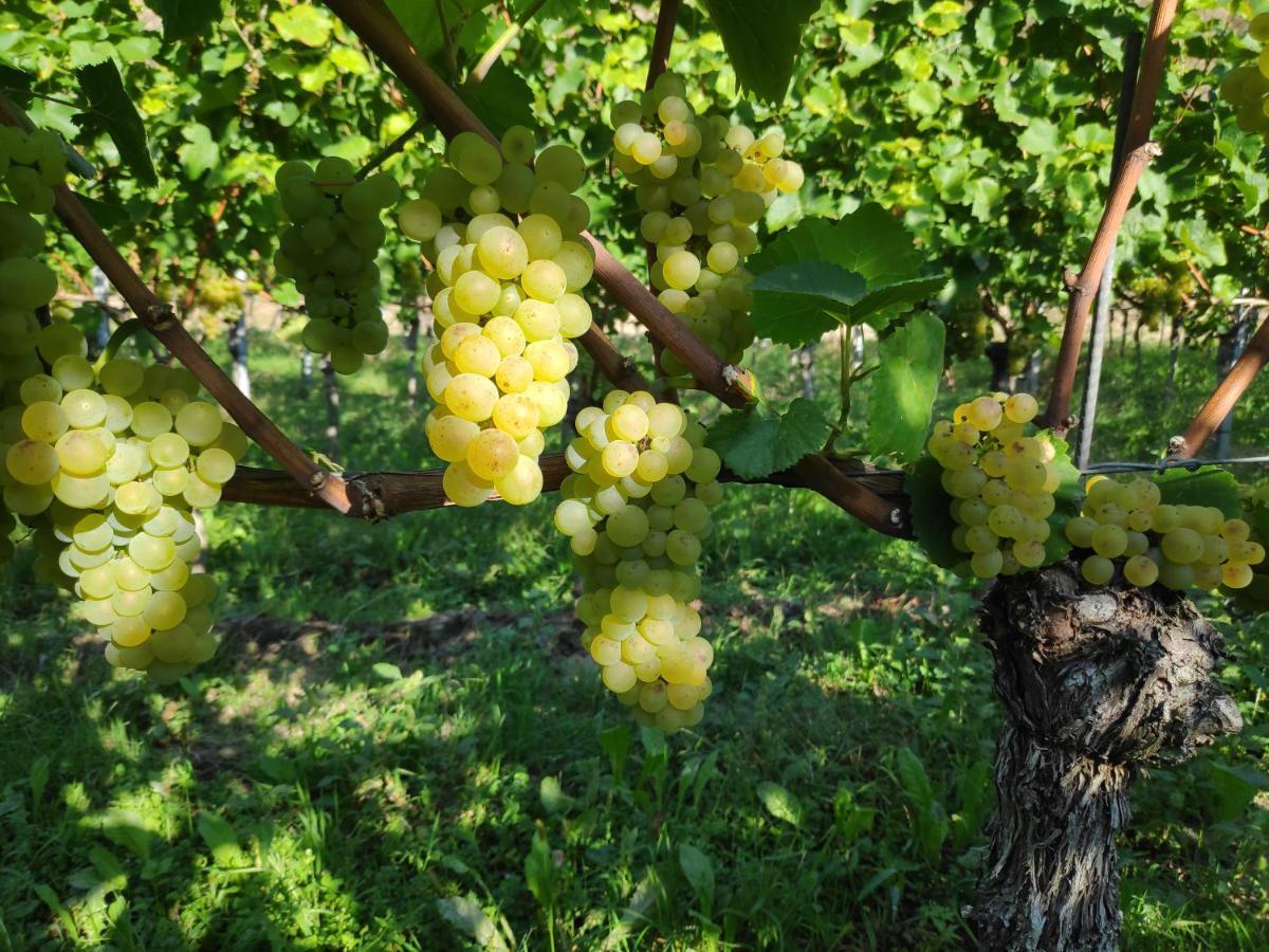 福格茨堡Weingut & Strausswirtschaft Vogel公寓 外观 照片
