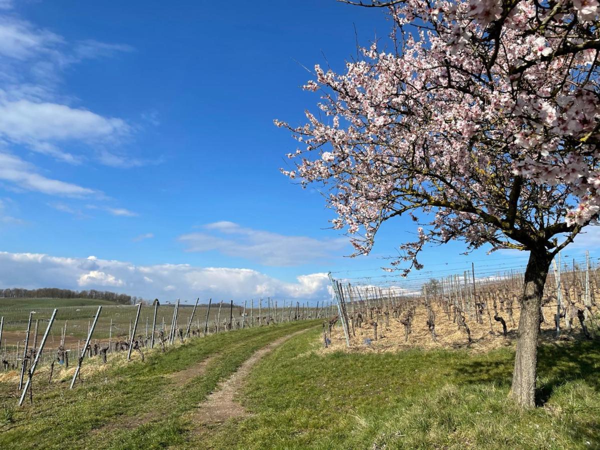 福格茨堡Weingut & Strausswirtschaft Vogel公寓 外观 照片